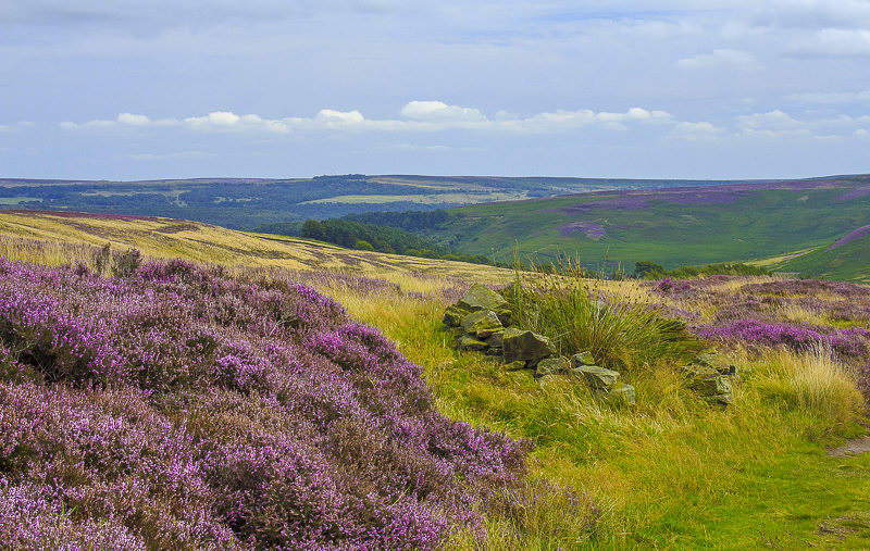 Abney Moor Abney Moor